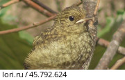 Птенец обыкновенной или садовой горихвостки Phoenicurus phoenicurus. Стоковое видео, видеограф Александр Мамонтов / Фотобанк Лори