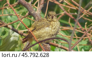 Птенец обыкновенной или садовой горихвостки Phoenicurus phoenicurus. Стоковое видео, видеограф Александр Мамонтов / Фотобанк Лори