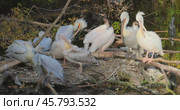 Dalmatian pelican (Pelecanus crispus) is the largest member of the pelican family, and perhaps the world's largest freshwater bird, although rivaled in weight and length by the largest swans. Стоковое видео, видеограф Андрей Армягов / Фотобанк Лори