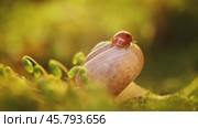 Close-up wildlife of a snail and ladybug in the sunset sunlight. Стоковое видео, видеограф Андрей Армягов / Фотобанк Лори