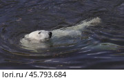 Polar bear (Ursus maritimus) is a hypercarnivorous bear whose native range lies largely within the Arctic Circle, encompassing the Arctic Ocean, its surrounding seas and surrounding land masses. Стоковое видео, видеограф Андрей Армягов / Фотобанк Лори