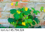 Yellow flower of celandine plant near brick wall. Medicinal herb with bactericidal and fungicidal action. Стоковое фото, фотограф Коханова Наталья / Фотобанк Лори