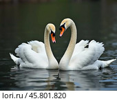 Two beautiful swans swim together in tranquil water, reflecting their graceful forms as morning light. Swans Cygnus are a genus of birds from order Anseriformes of the duck family. Generative AI. Стоковое AI-изображение, AI-художник Юлия Петровская / Фотобанк Лори