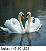 Two beautiful swans swim together in tranquil water, reflecting their graceful forms as morning light. Swans Cygnus are a genus of birds from order Anseriformes of the duck family. Generative AI. Стоковое AI-изображение, AI-художник Юлия Петровская / Фотобанк Лори