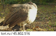 A peahen, with its duller plumage compared to the male peacocks, stands in a sunlit forest clearing. Стоковое видео, видеограф Воловодов Владимир / Фотобанк Лори