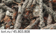 Wild ant hill in the forest super macro close-up shot. Стоковое видео, видеограф Андрей Армягов / Фотобанк Лори