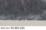 Konik Horses Enduring a Snowstorm in a Winter Landscape. Стоковое видео, видеограф Dzmitry Astapkovich / Фотобанк Лори