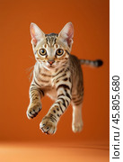 Portrait of a jumping Serengeti cat on a orange background. Стоковое AI-изображение, AI-художник ArtVladZ / Фотобанк Лори