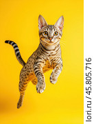 Portrait of a jumping Egyptian Mau cat on a yellow background. Стоковое AI-изображение, AI-художник ArtVladZ / Фотобанк Лори