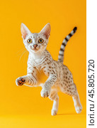 Portrait of a jumping Egyptian Mau cat on a yellow background. Стоковое AI-изображение, AI-художник ArtVladZ / Фотобанк Лори