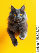 Portrait of a jumping Nibelung cat on a yellow background. Стоковое AI-изображение, AI-художник ArtVladZ / Фотобанк Лори