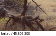 Indian grey mongoose or common grey mongoose (Herpestes edwardsi) is a mongoose species mainly found in West Asia and on the Indian subcontinent. Ranthambore National Park Rajasthan India (2019 год). Стоковое видео, видеограф Андрей Армягов / Фотобанк Лори