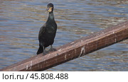 Cormorant bird sitting on the oar. Стоковое видео, видеограф Михаил Коханчиков / Фотобанк Лори