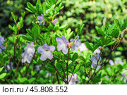 Цветущий рододендрон Шлиппенбаха (Rhododendron schlippenbachii) Стоковое фото, фотограф Алёшина Оксана / Фотобанк Лори