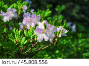 Цветущий рододендрон Шлиппенбаха (Rhododendron schlippenbachii) Стоковое фото, фотограф Алёшина Оксана / Фотобанк Лори