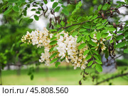 Цветущая Робиния ложноакациевая (Robinia pseudoacacia) Стоковое фото, фотограф Алёшина Оксана / Фотобанк Лори