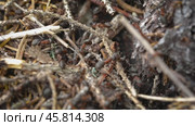Wild ant hill in the forest closeup. Стоковое видео, видеограф Андрей Армягов / Фотобанк Лори