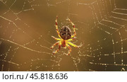 Spider on cobweb close-up waiting for the future victim. Стоковое видео, видеограф Андрей Армягов / Фотобанк Лори