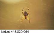 Spider on cobweb close-up waiting for the future victim. Стоковое видео, видеограф Андрей Армягов / Фотобанк Лори