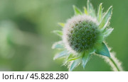 Field scabious bud, macro, shallow depth of field. Стоковое видео, видеограф Татьяна Лобанова / Фотобанк Лори