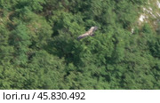 Griffon vulture predator bird flying in Serbia. Стоковое видео, видеограф Михаил Коханчиков / Фотобанк Лори