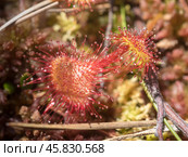 Sundew close up. Стоковое фото, фотограф Argument / Фотобанк Лори