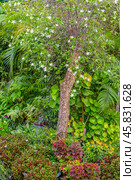 Tropical tree with white flowers and plants around. Chatuchak Park, Bangkok (2024 год). Стоковое фото, фотограф Коханова Наталья / Фотобанк Лори