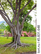 A tropical tree with thick roots on the ground. Chatuchak Park, Bangkok (2024 год). Стоковое фото, фотограф Коханова Наталья / Фотобанк Лори