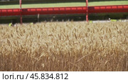 Combine harvester cuts ripe wheat in field. Стоковое видео, видеограф Михаил Коханчиков / Фотобанк Лори