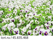 Фиалка трёхцветная (Viola tricolor), фиалка Виттрока, садовые анютины глазки. Фон. Стоковое фото, фотограф Алёшина Оксана / Фотобанк Лори