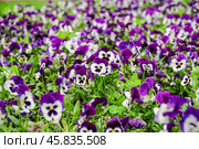 Фиалка трёхцветная (Viola tricolor), фиалка Виттрока, садовые анютины глазки. Фон. Стоковое фото, фотограф Алёшина Оксана / Фотобанк Лори