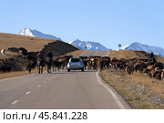 Moving a herd of cows to pasture on a mountain road, which creates a threat to traffic. Стоковое фото, фотограф Роман Дзюбало / Фотобанк Лори
