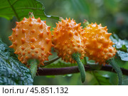 Kiwano cucumis metuliferus horned melon hanging from branch. Стоковое AI-изображение, AI-художник Иван Рябоконь / Фотобанк Лори