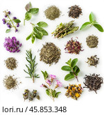 Variety of dried herbs and plants for herbal tea infusions on white background. Стоковое AI-изображение, AI-художник Иван Рябоконь / Фотобанк Лори
