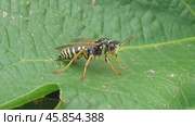 Полиста или оса бумажная Polistes. Стоковое видео, видеограф Александр Мамонтов / Фотобанк Лори