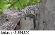 Сова длиннохвостая неясыть Strix uralensis кормит своих птенцов. Стоковое видео, видеограф Александр Мамонтов / Фотобанк Лори
