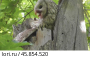 Сова длиннохвостая неясыть Strix uralensis кормит своих птенцов. Стоковое видео, видеограф Александр Мамонтов / Фотобанк Лори