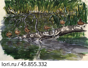 Акварельный набросок стайки крякв / Watercolor sketch of a flock of mallards. Стоковая иллюстрация, иллюстратор Александр Паньков / Фотобанк Лори