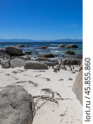 Boulders Beach protected lagoon with colony of African spectacled penguins (2023 год). Стоковое фото, фотограф Екатерина Якименко / Фотобанк Лори