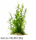 Hygrophila corymbosa growing on sand, isolated on white background. Стоковое AI-изображение, AI-художник Иван Рябоконь / Фотобанк Лори