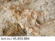 Известняковая глыба - ракушечник - крупным планом. Стоковое фото, фотограф Snezka / Фотобанк Лори