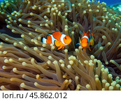 Clown fish or Clown anemonefish, Amphiprion bicolor, in natural habitat. Стоковое AI-изображение, AI-художник Евгений Ткачёв / Фотобанк Лори