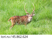 Chital Deer. Стоковое фото, фотограф Art Konovalov / Фотобанк Лори