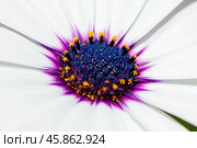 Macro shot of Osteospermum barberiae. Стоковое фото, фотограф Татьяна Лобанова / Фотобанк Лори