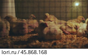 Group of newborn chicks huddling together for warmth under a heat lamp in a cage on a farm. Стоковое видео, видеограф Mikhail Davidovich / Фотобанк Лори