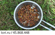Colorado potato beetles and larvae frying in a metal pot over grass, illustrating unusual protein sources and pest control. Стоковое видео, видеограф Mikhail Davidovich / Фотобанк Лори