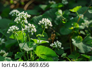 White flowers of thalictrum aquilegiifolium blooming in spring. Стоковое AI-изображение, AI-художник Иван Рябоконь / Фотобанк Лори