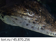 Американский крокодил смотрит из под воды. Портрет хищника с клыками. Стоковое фото, фотограф Антон Вахрушев / Фотобанк Лори