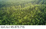 High Tatras mountains forest aerial view. Стоковое фото, фотограф Михаил Коханчиков / Фотобанк Лори
