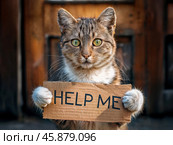 Кот держит лапами картонную табличку с надписью HELP ME. Стоковое AI-изображение, AI-художник Болдырева Елена / Фотобанк Лори